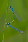 Coenagrion scitulum